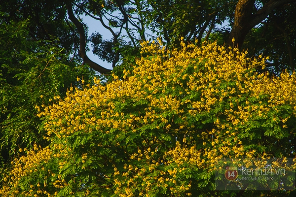Sài Gòn đẹp rực rỡ những cánh hoa điệp vàng trái mùa 10
