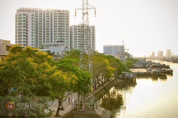 Sài Gòn đẹp rực rỡ những cánh hoa điệp vàng trái mùa 14