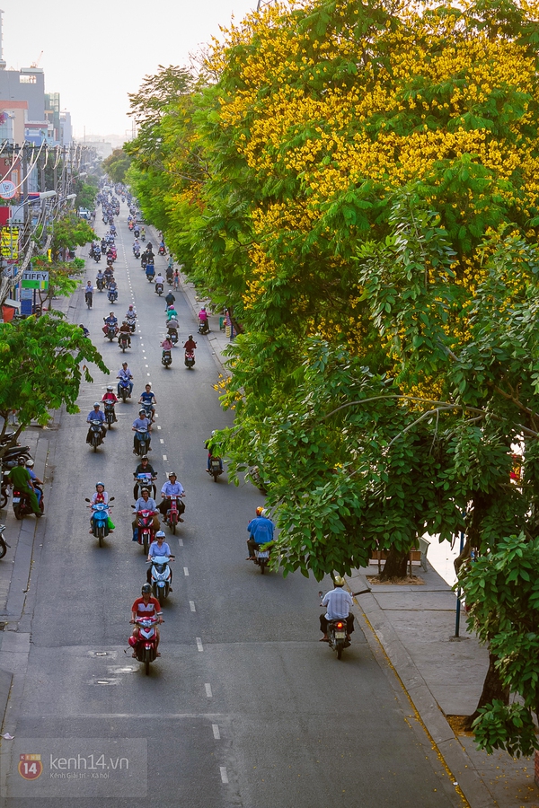 Sài Gòn đẹp rực rỡ những cánh hoa điệp vàng trái mùa 15