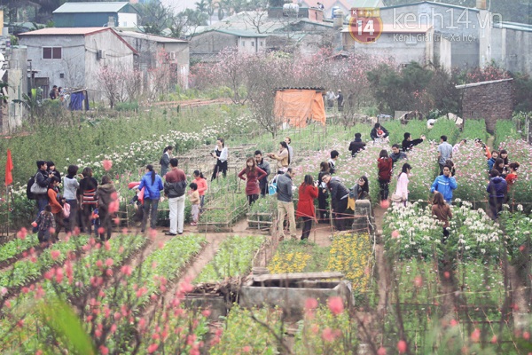 Giới trẻ Hà Nội chen chúc chụp ảnh ở vườn đào Nhật Tân 2