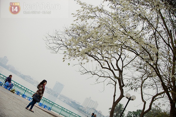 Ngỡ ngàng hoa sưa nở trắng tinh khôi ngập trời Hà Nội 10