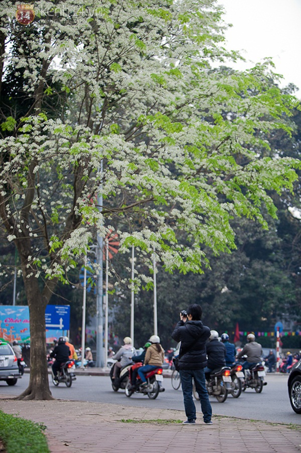 Ngỡ ngàng hoa sưa nở trắng tinh khôi ngập trời Hà Nội 4