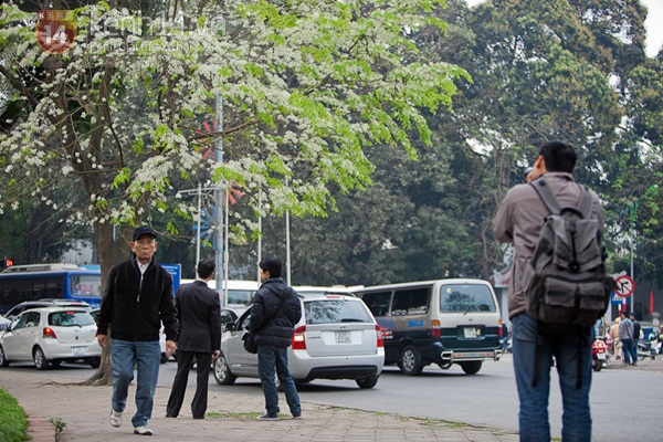 Ngỡ ngàng hoa sưa nở trắng tinh khôi ngập trời Hà Nội 5