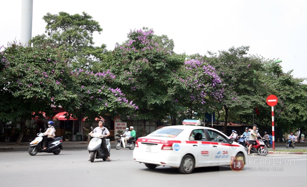 Bằng lăng, phượng hồng đã rợp trời Hà Nội 3