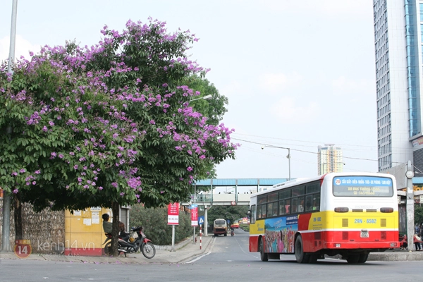 Bằng lăng, phượng hồng đã rợp trời Hà Nội 1