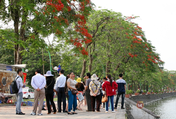 Bằng lăng, phượng hồng đã rợp trời Hà Nội 16