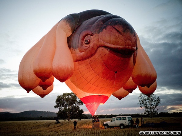 Thủ đô nước Úc mừng sinh nhật 100 tuổi bằng “Cá voi bay” khổng lồ 2