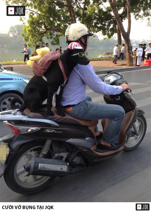 Chú chó siêu cute đeo balô gấu bông gây sốt đường phố Hà Nội 1