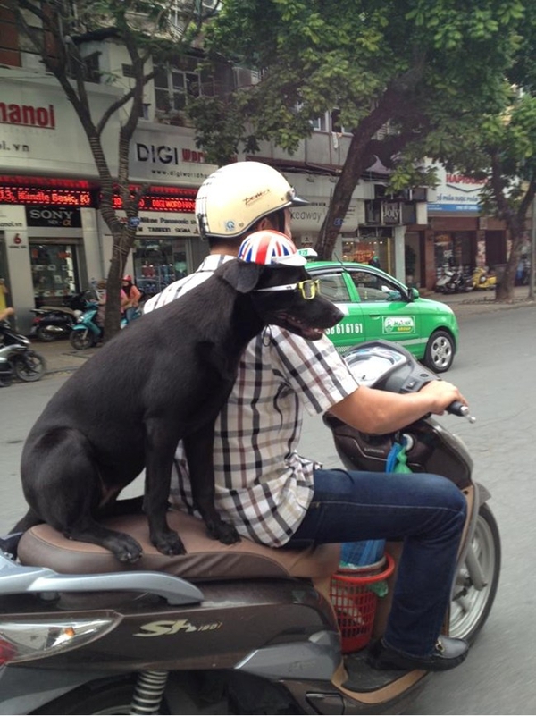 Chú chó siêu cute đeo balô gấu bông gây sốt đường phố Hà Nội 3