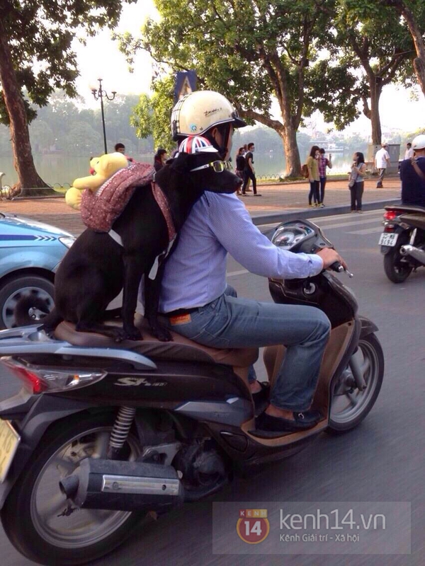 Chú chó siêu cute đeo balô gấu bông gây sốt đường phố Hà Nội 5
