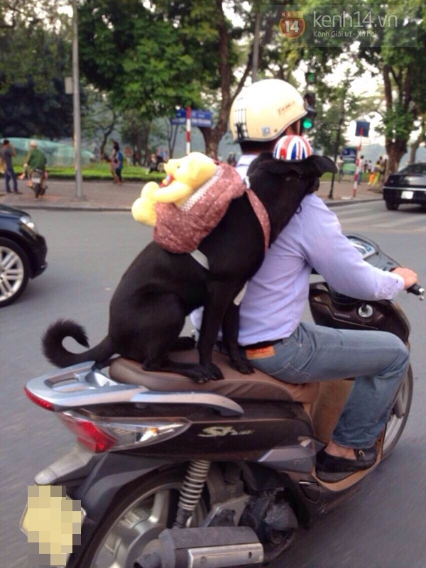 Chú chó siêu cute đeo balô gấu bông gây sốt đường phố Hà Nội 4