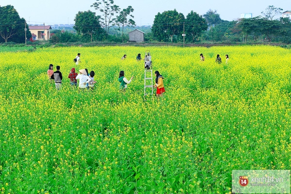 Rực rỡ mùa hoa cải vàng ngày đầu đông Hà Nội 12