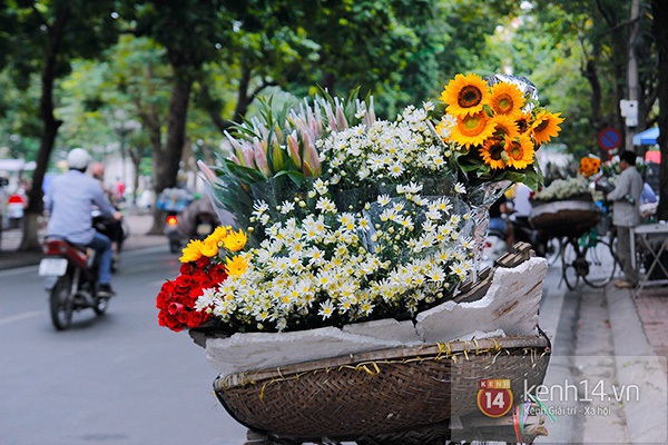 Một mùa cúc họa mi nữa lại về trên phố Hà Nội... 9