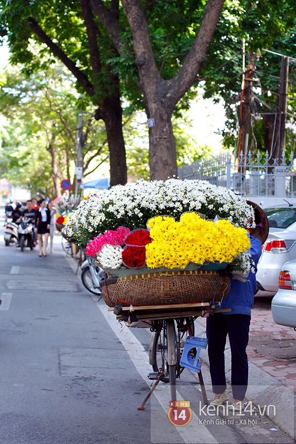 Một mùa cúc họa mi nữa lại về trên phố Hà Nội... 16