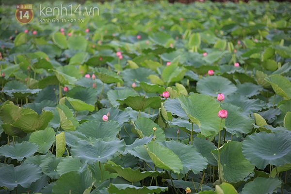 Ngắm thiếu nữ Hà Thành duyên dáng bên sen Hồ Tây đầu mùa 3