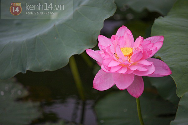 Ngắm thiếu nữ H&agrave; Th&agrave;nh duy&ecirc;n d&aacute;ng b&ecirc;n sen Hồ T&acirc;y đầu m&ugrave;a 6