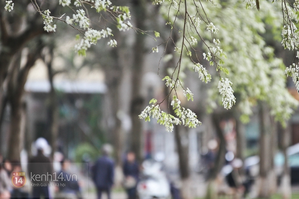 Tháng 3, đẹp nức lòng hoa sưa nở trắng trời Hà Nội 28