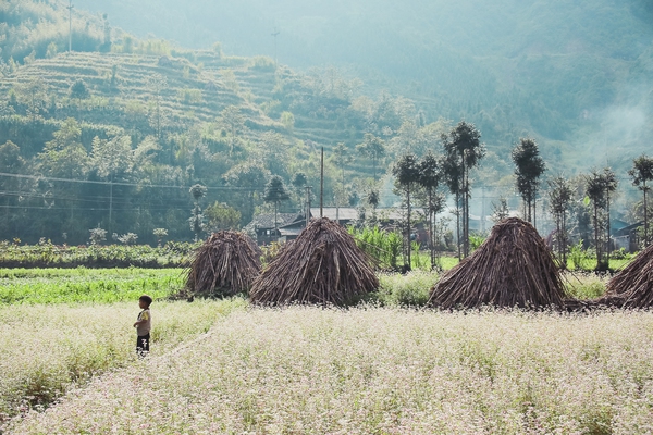 Ngỡ ngàng trước vẻ đẹp của đồng hoa tam giác mạch Hà Giang  10