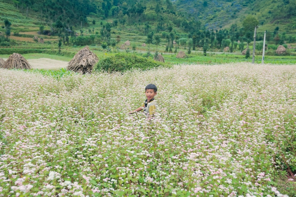 Ngỡ ngàng trước vẻ đẹp của đồng hoa tam giác mạch Hà Giang  3