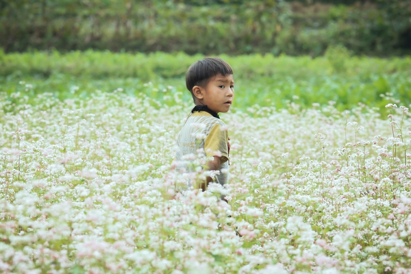 Ngỡ ngàng trước vẻ đẹp của đồng hoa tam giác mạch Hà Giang  13