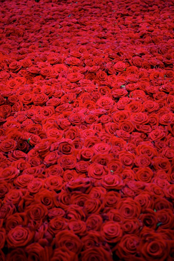 Triển lãm cái chết của 10.000 bông hồng 1