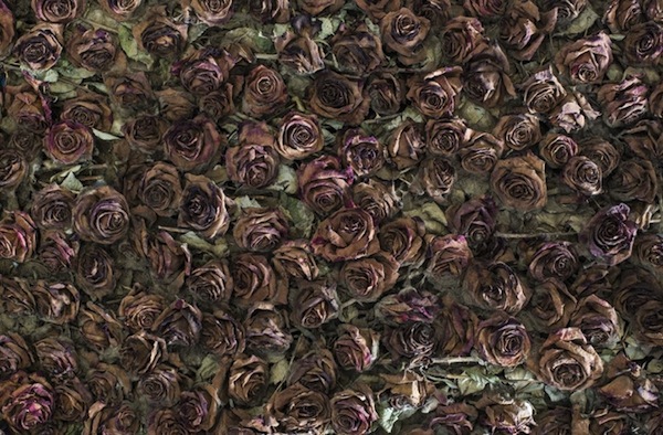 Triển lãm cái chết của 10.000 bông hồng 7