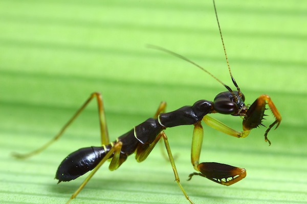 Cận cảnh loài vật "nửa kiến nửa bọ ngựa" ở Việt Nam 2