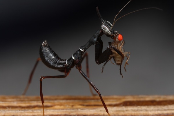 Cận cảnh loài vật "nửa kiến nửa bọ ngựa" ở Việt Nam 5