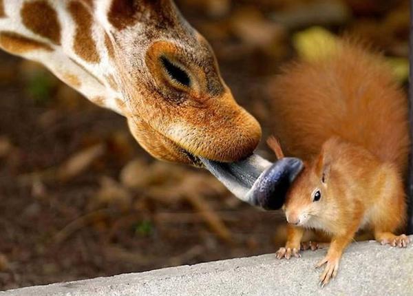 Những khoảnh khắc t&igrave;nh cờ g&acirc;y "ảo gi&aacute;c" h&agrave;i hước 9