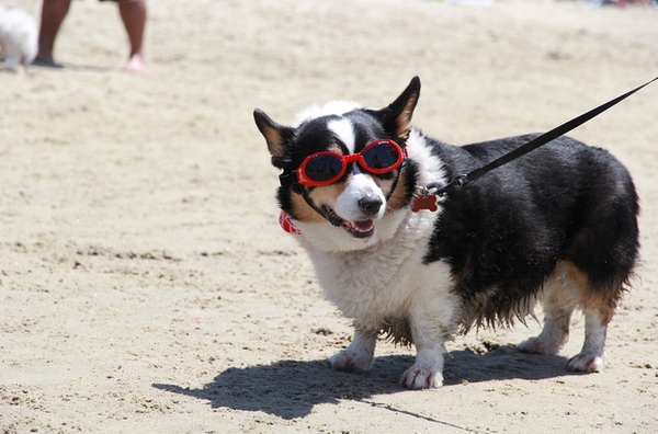 Xem cách tận hưởng bãi biển siêu "cool" của động vật 17