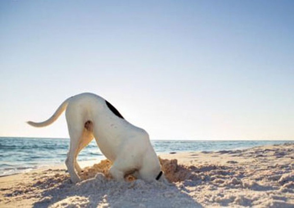 Xem cách tận hưởng bãi biển siêu "cool" của động vật 13