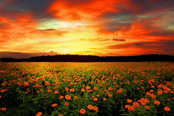 "Chết lặng" trước những thi&ecirc;n đường hoa m&ugrave;a h&egrave; l&atilde;ng mạn 18