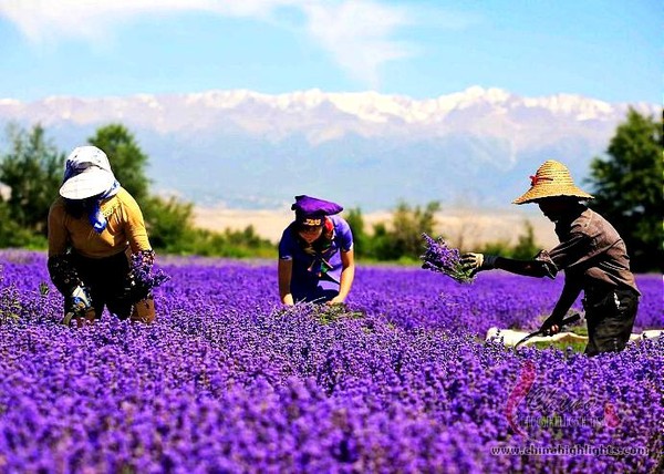 "Chết lặng" trước những thi&ecirc;n đường hoa m&ugrave;a h&egrave; l&atilde;ng mạn 6