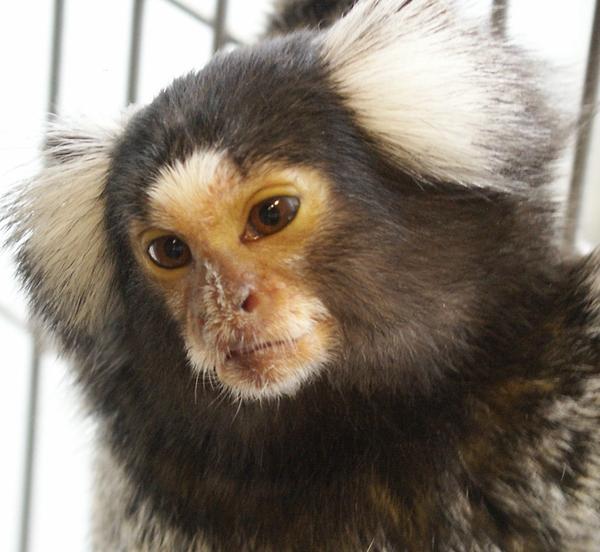 Loài khỉ có cách "buôn dưa lê" giống như người 2