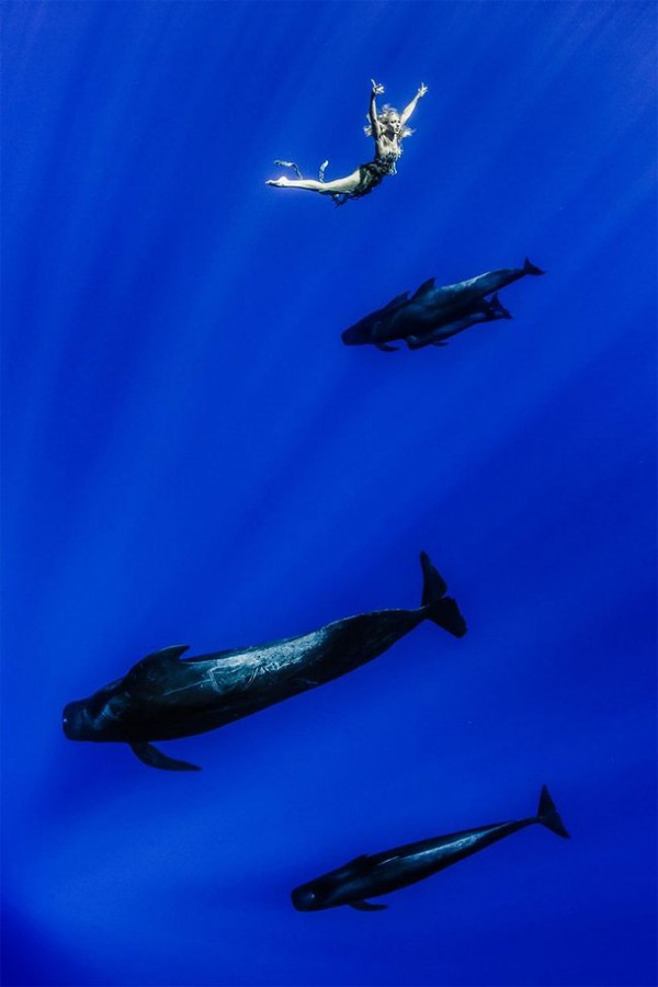 Ảnh chụp dưới nước tuyệt đẹp của con người và cá voi 1