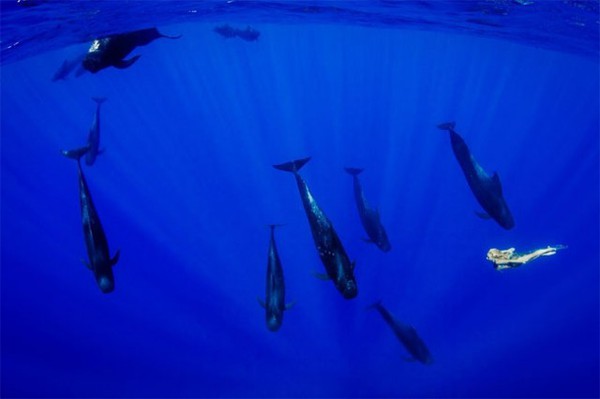 Ảnh chụp dưới nước tuyệt đẹp của con người và cá voi 6
