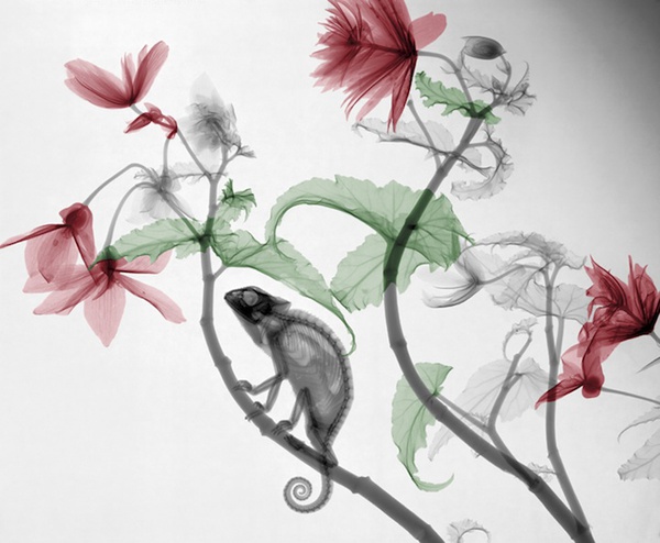 Ngắm "bộ xương" siêu đẹp của hoa lá, động vật qua tia X-quang  2