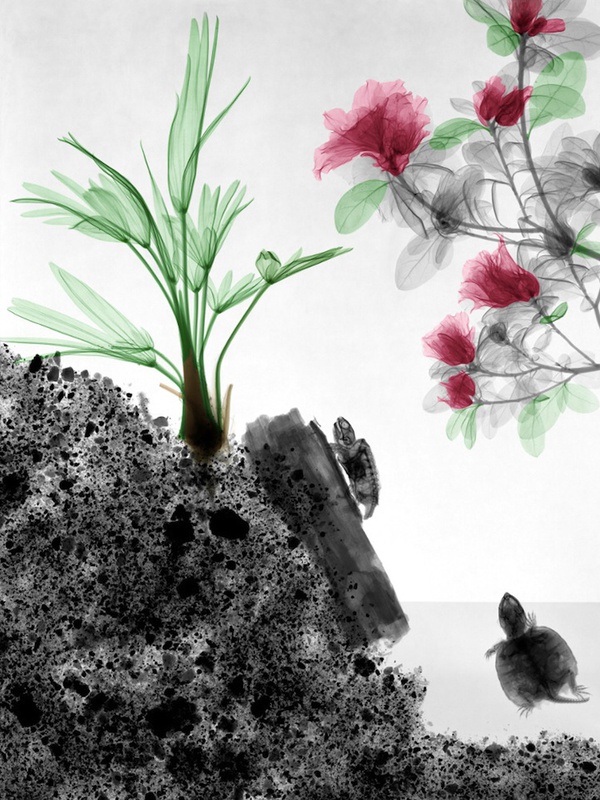 Ngắm "bộ xương" siêu đẹp của hoa lá, động vật qua tia X-quang  9