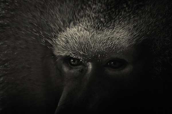 Ngắm nhìn góc khuất đen tối trên gương mặt động vật 3