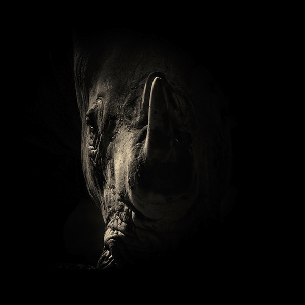 Ngắm nhìn góc khuất đen tối trên gương mặt động vật 6