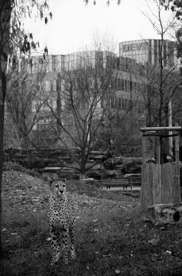 Sự tuyệt vọng của động vật bị nhốt trong vườn th&uacute; 5