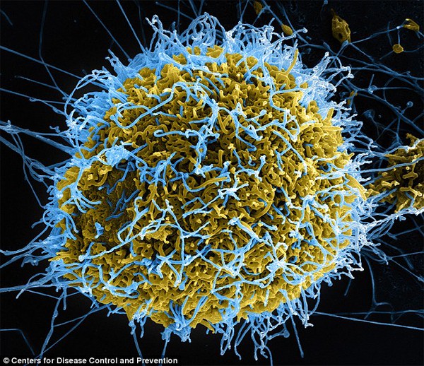 Phát hiện thời điểm xuất hiện của virus Ebola đầu tiên trên thế giới 1