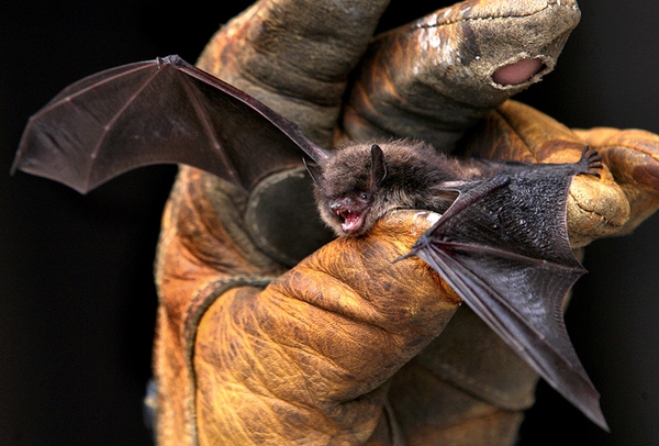 Cách tiêu diệt Ebola từ động vật "Batman" trong tương lai 3