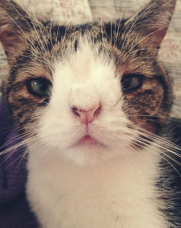 Gặp gỡ Monty, chú mèo "mũi tẹt" siêu dễ thương với vẻ mặt ngơ ngác 4