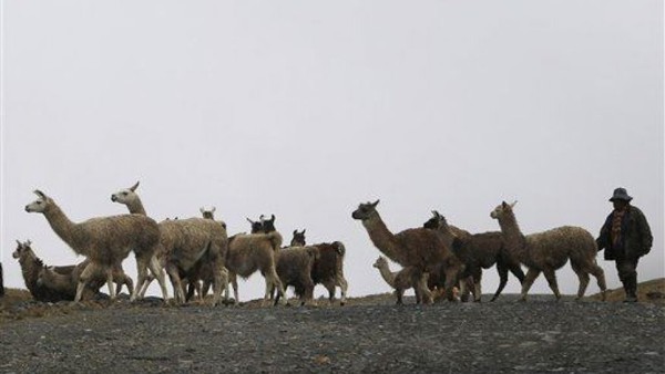 Giải mã bí ẩn 42 bộ xương trẻ em chôn cùng lạc đà không bướu ở Peru 2