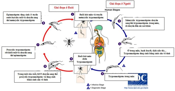 Những ký sinh trùng cư ngụ trong cơ thể người 12