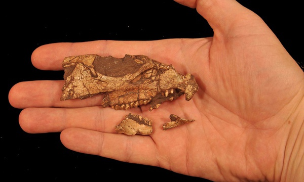 Phát hiện hộp sọ khủng long có sừng lâu đời nhất Bắc Mỹ 1
