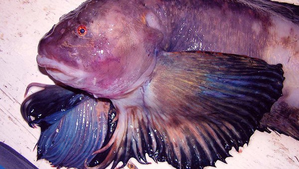 Phát hiện loài cá sống ở "khu vực bí ẩn nhất dưới biển" 2
