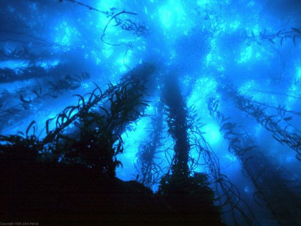 Những bí mật khám phá dưới biển sâu khiến bạn "hết hồn" 1