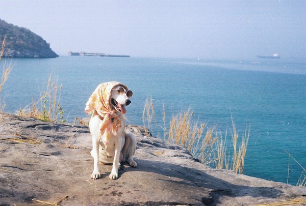 Gặp gỡ Gluta: Nàng chó xinh đẹp và hạnh phúc nhất thế giới 6